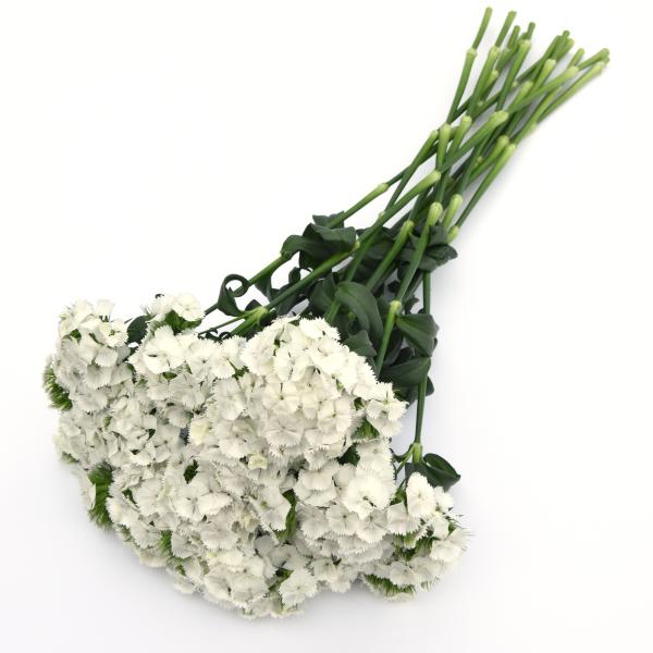 Image Of Dianthus Sweet White