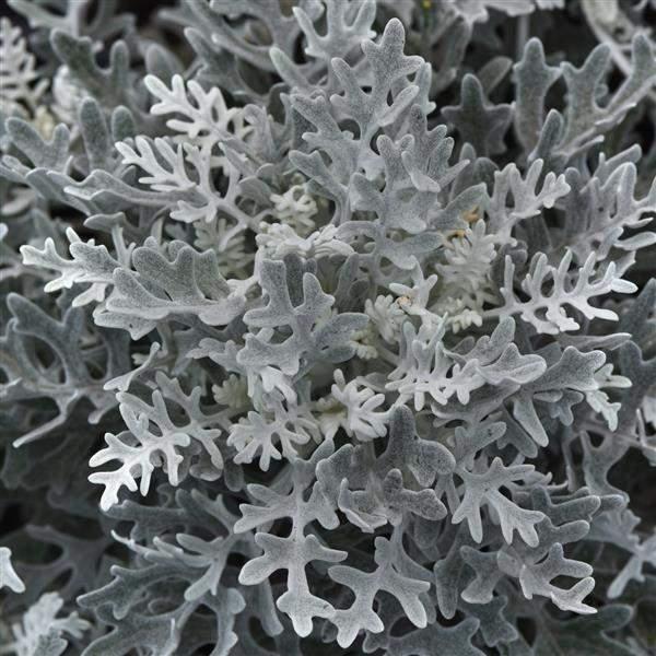 Image Of Dusty Miller Silverdust