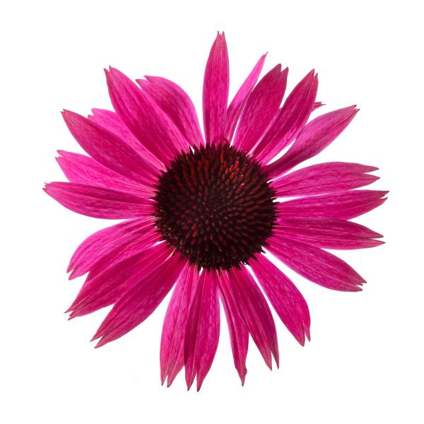 Image Of Echinacea Prairie Splendor Compact Dark Rose