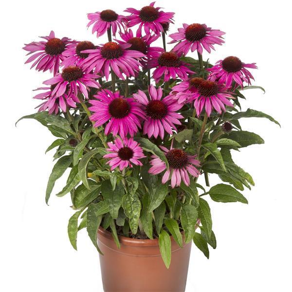 Echinacea-Prairie-Splendor-Compact-Dark-Rose-1782230075.jpg