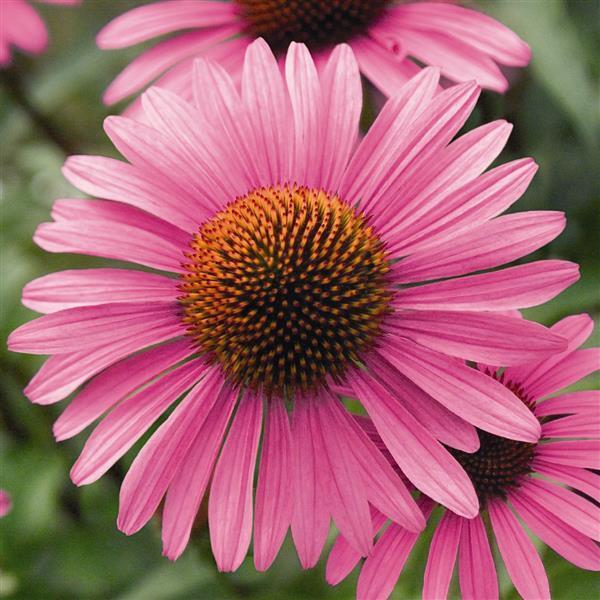 Image Of Echinacea Prairie Splendor Compact Rose