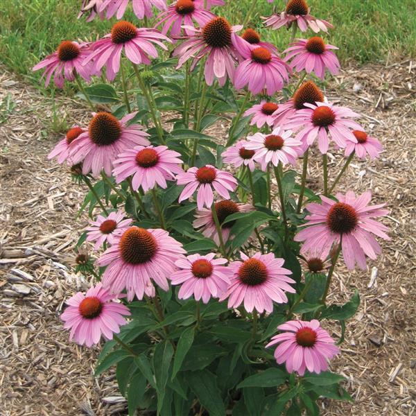 Echinacea-Prairie-Splendor-Compact-Rose-1782230142.jpg