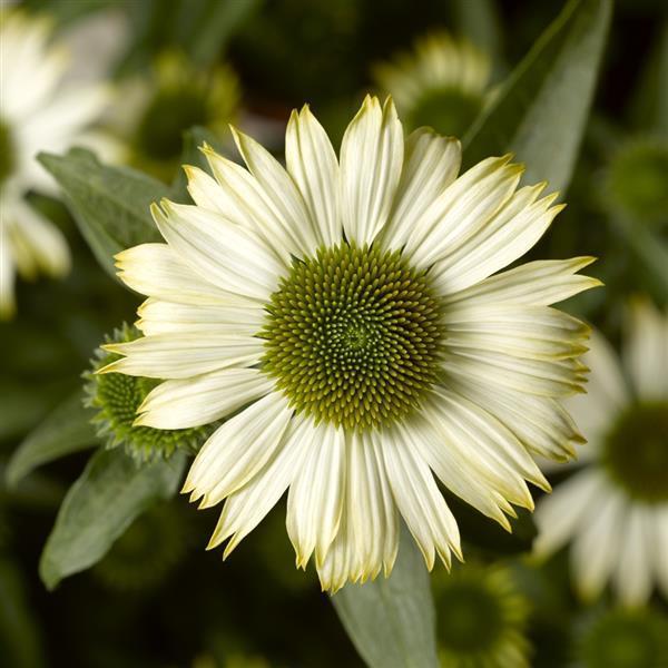 Image Of Echinacea Prairie Splendor Compact White