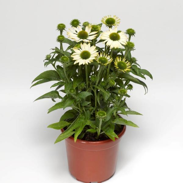 Wholesale Echinacea Cut Flower Liners