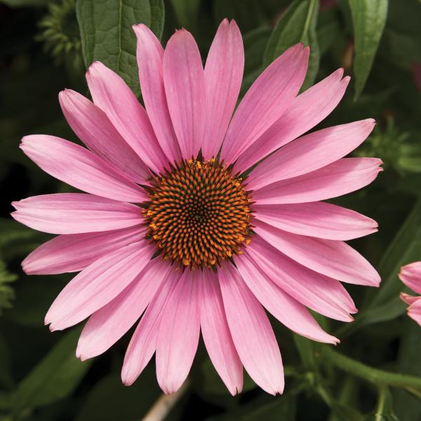 Image Of Echinacea Prairie Splendor Deep Rose