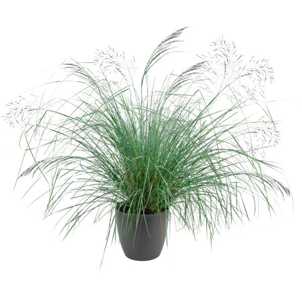 Image Of Eragrostis elliottii Lovey