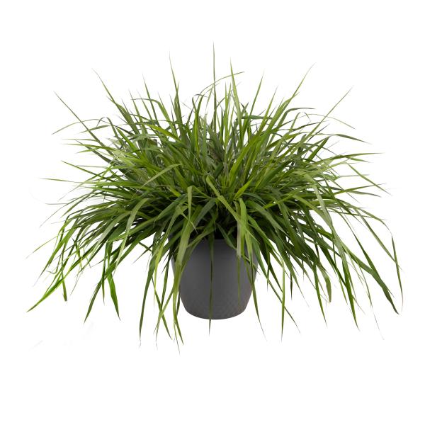 Image Of Eragrostis spectabilis Snuggy