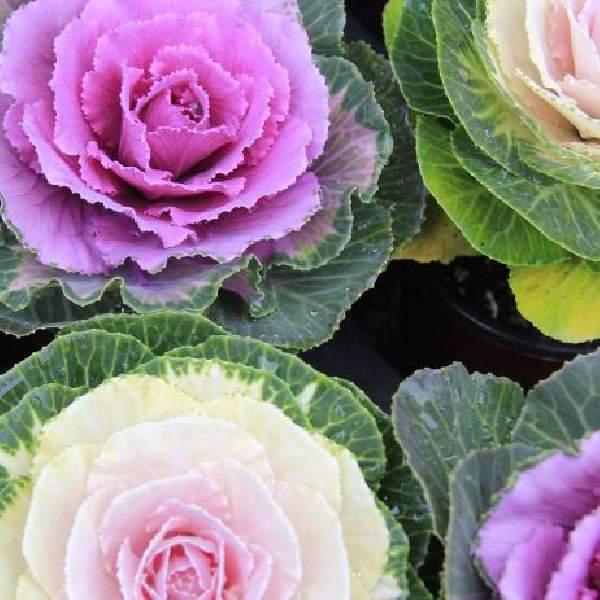 Wholesale Cabbage Vegetable Starter Plants