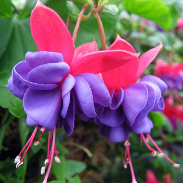 FUCHSIA BLUE EYES