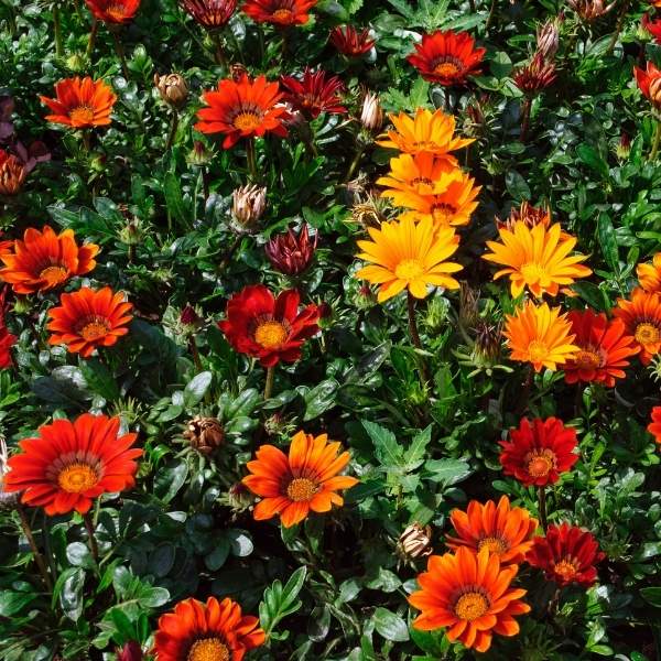 Gazania Rigens Giant Red Bronze