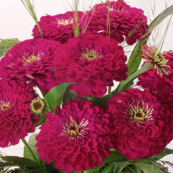 Image Of Zinnia Benarys Giant Wine