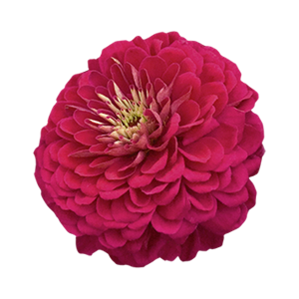 Image Of Zinnia Benarys Giant Wine