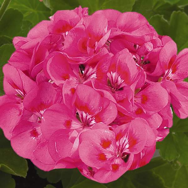 GERANIUM ZONAL MAESTRO IDOLS PINK PARFAIT