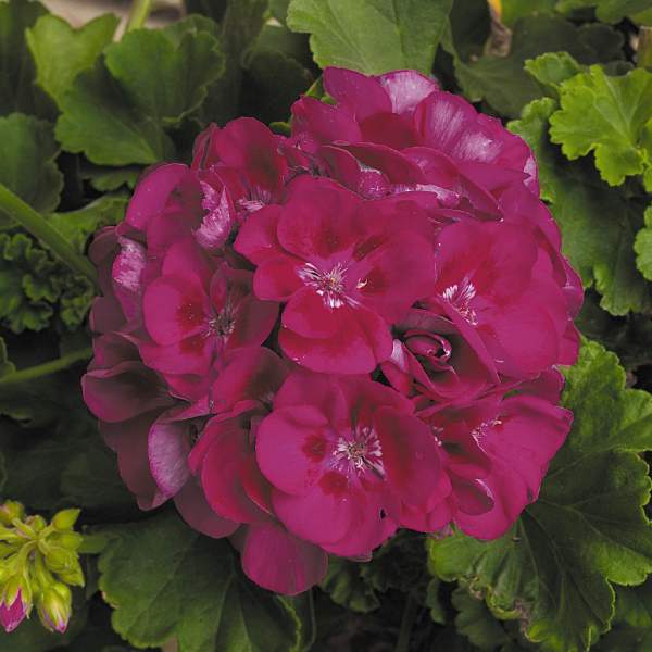 Geranium-Patriot-Berry-Parfait.jpg