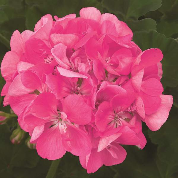 GERANIUM ZONAL PATRIOT BRIGHT PINK