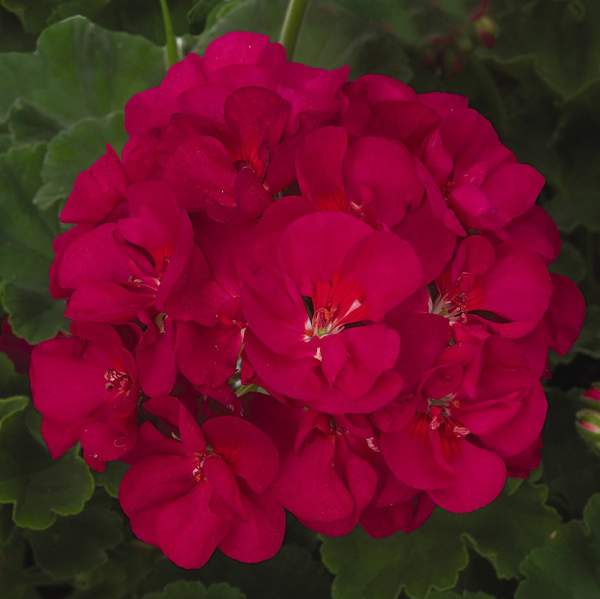 Geranium-Patriot-Bright-Violet.jpg