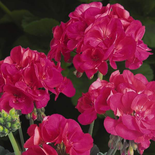 Geranium-Patriot-Cherry-Rose.jpg