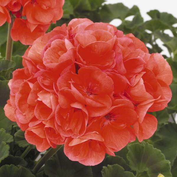 GERANIUM ZONAL PATRIOT EVENING GLOW