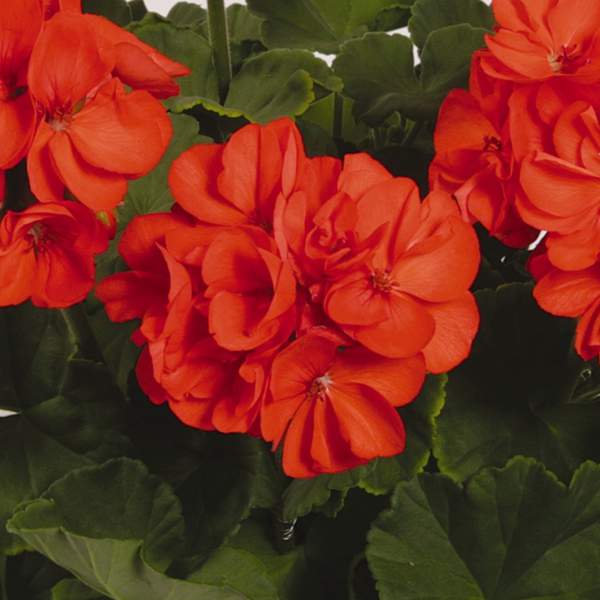 Geranium-Patriot-Orange.jpg
