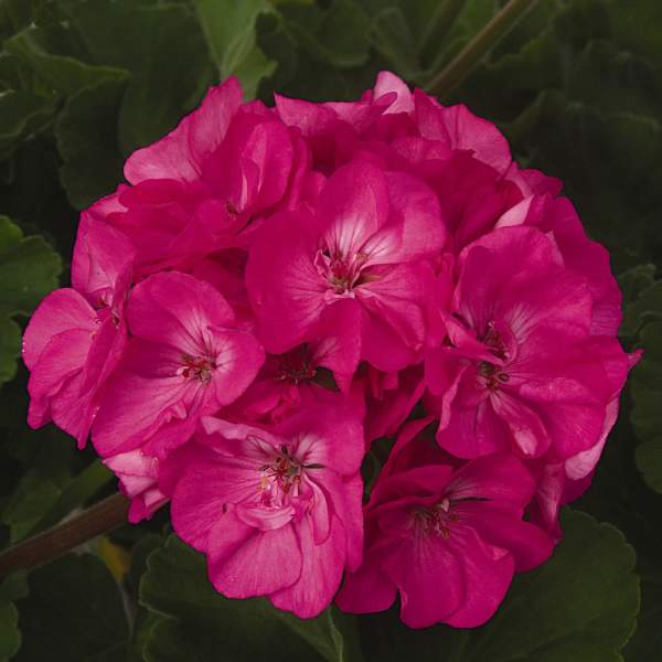 GERANIUM ZONAL PATRIOT ROSE PINK