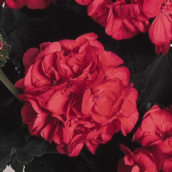 Geranium-Patriot-Watermelon.jpg