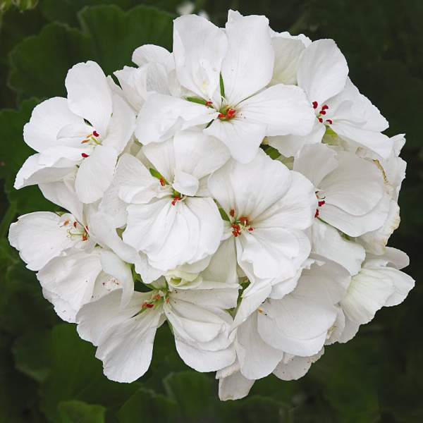 Geranium-Patriot-White.jpg