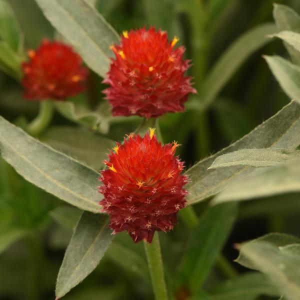 Image Of Gomphrena QIS Red (haageana)
