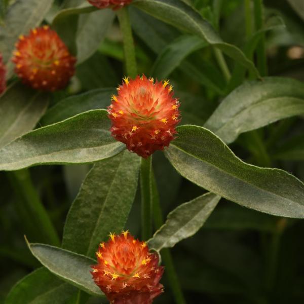 Image Of Gomphrena QIS Orange (haageana)