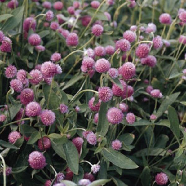 Image Of Gomphrena QIS Lilac (globosa)