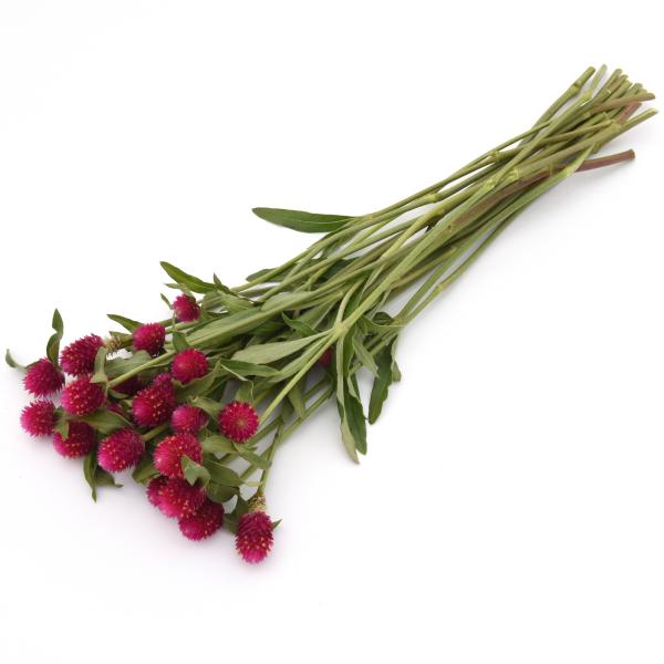 Image Of Gomphrena QIS Carmine (haageana)