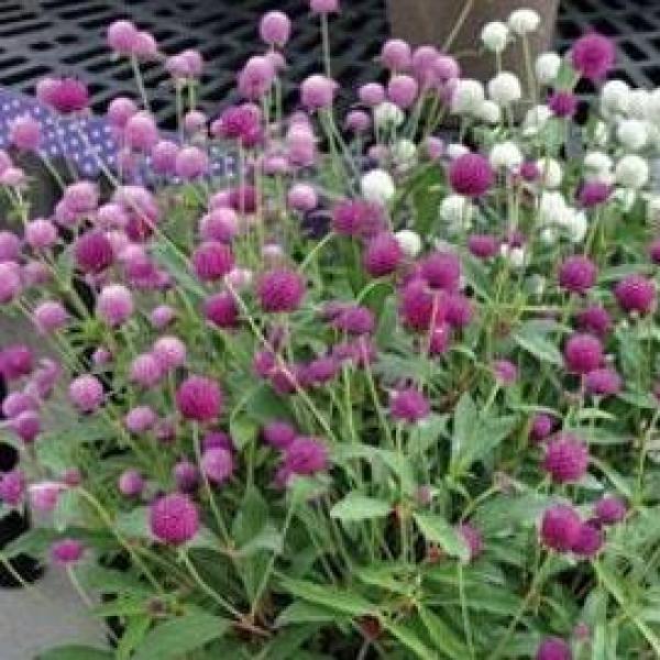 Image Of Gomphrena QIS Mix (haageana + globosa)