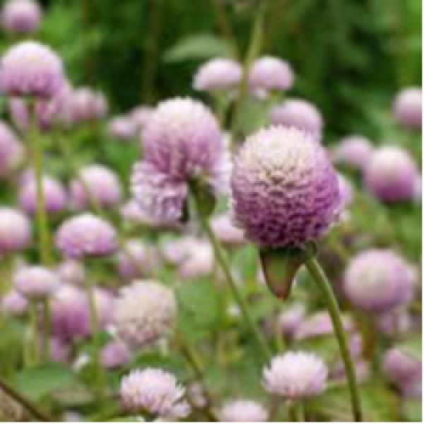 Image Of Gomphrena QIS Pink (globosa)