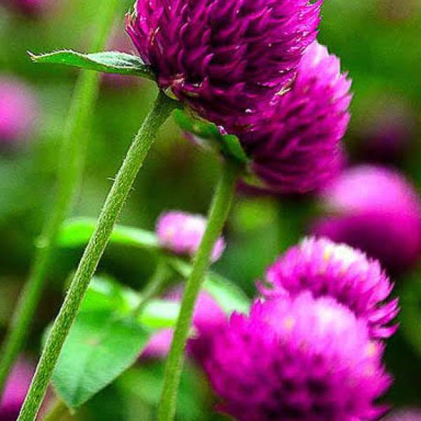 Image Of Gomphrena QIS Purple (globosa)