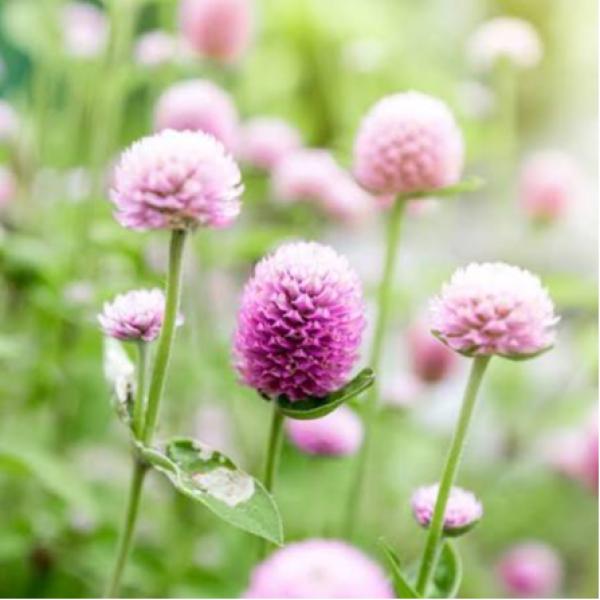 Image Of Gomphrena QIS Rose (globosa)