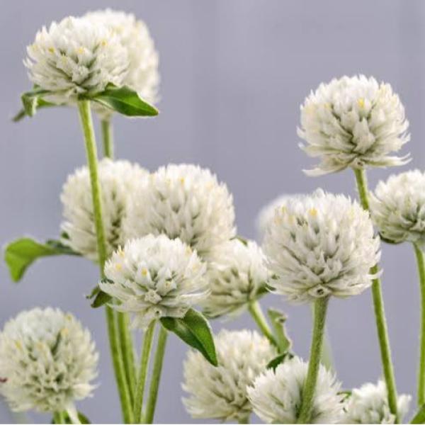 Image Of Gomphrena QIS White (globosa)