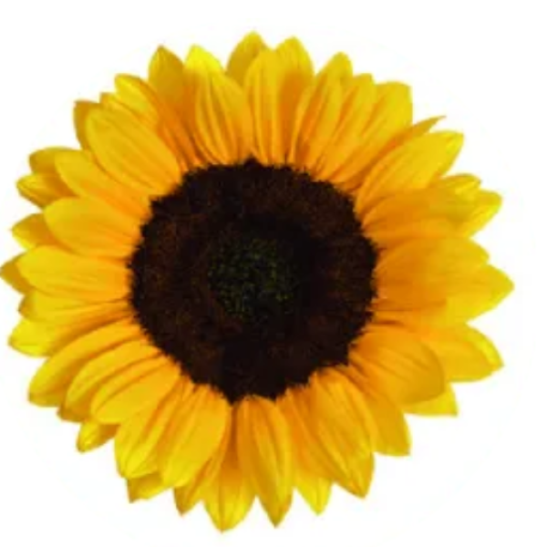 Image Of Helianthus Vincents Choice