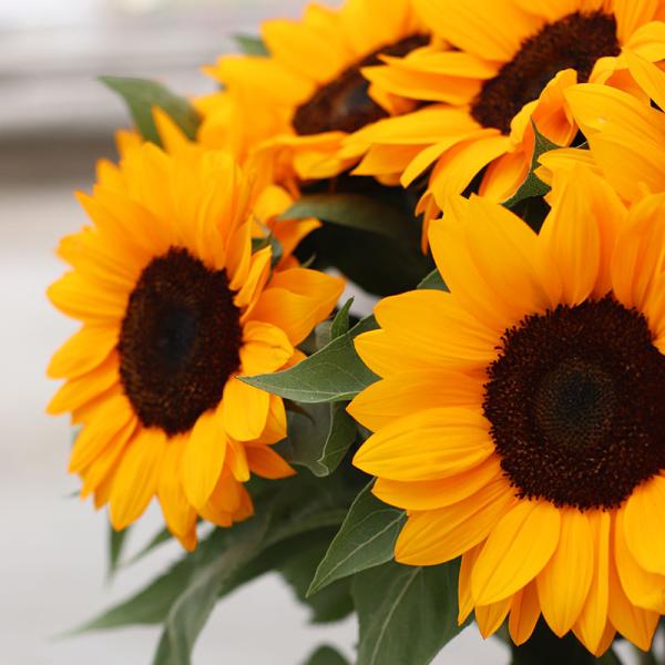Image Of Helianthus Vincents Choice Summer