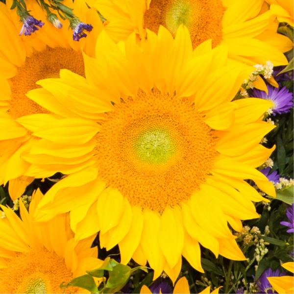Image Of Helianthus Vincents Fresh