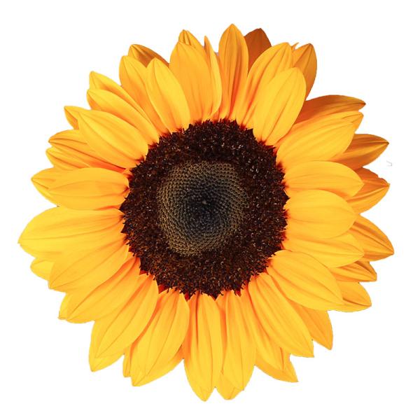 Image Of Helianthus Vincents Tangy