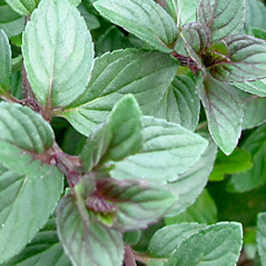 Herb-Mint-Chocolate-WEB.jpg