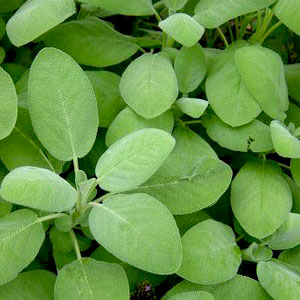 Herb-Salvia-Berggarten-Sage-WEB.jpg
