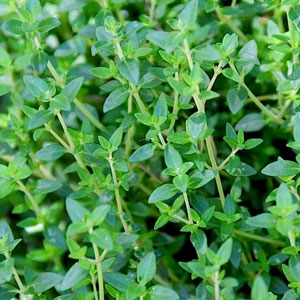Herb-Thyme-English-WEB.jpg