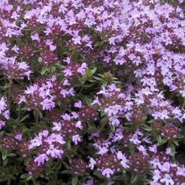 Wholesale Thyme Herb Starter Plants
