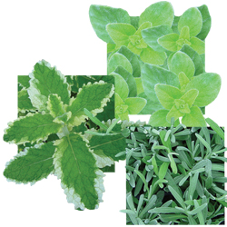 Wholesale Assorted Herb Starter Plants