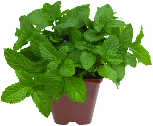 Herb Mint Chocolate