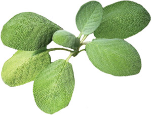 Herb Salvia Berggarten Sage