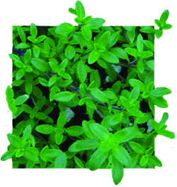 Thyme