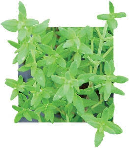 Herb Thyme Lemon