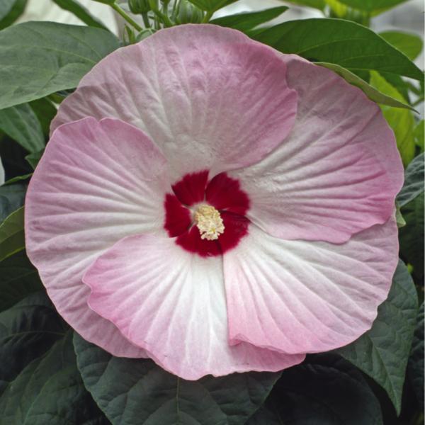 Image Of Hibiscus Luna Pink Swirl