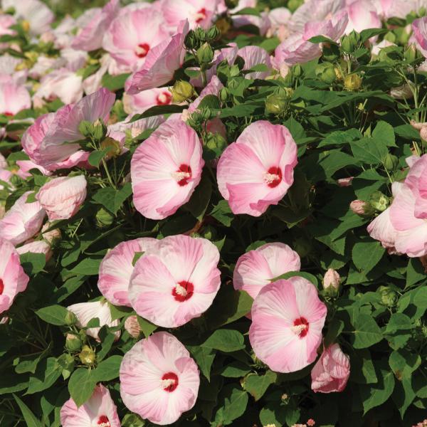Hibiscus-Luna-Pink-Swirl-1781706801.jpg